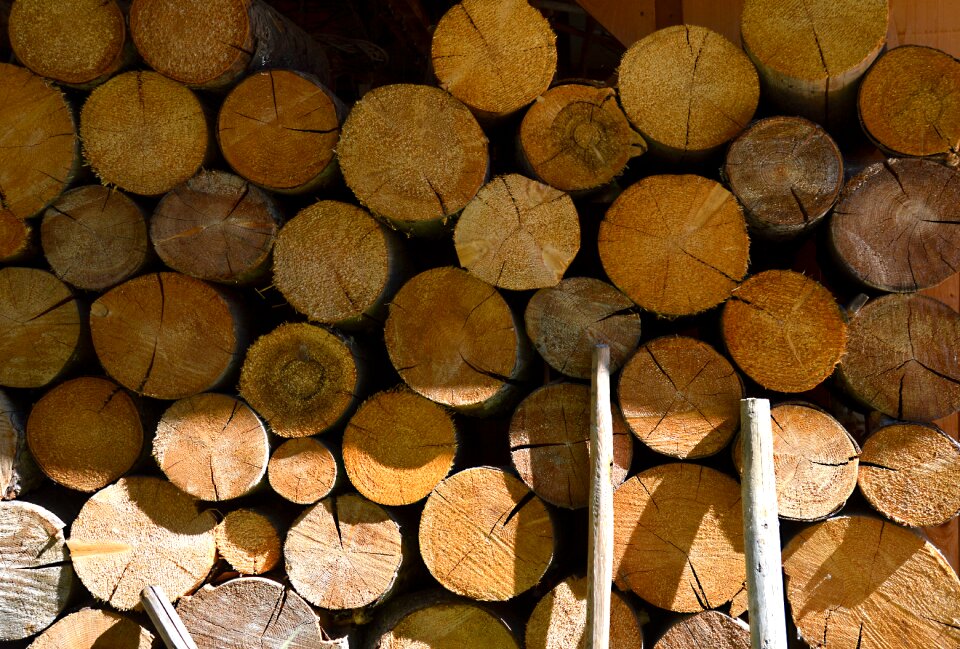 Firewood sun sunlight