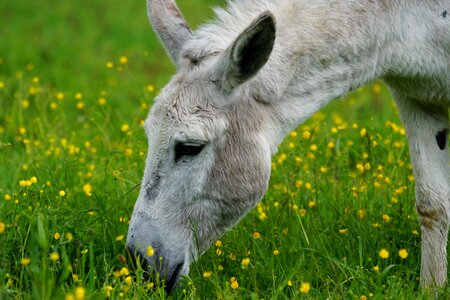 Africa on pasture last animal