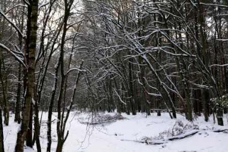 Bötzowbahn Spandauer Forst with snow 2021-02-10 13