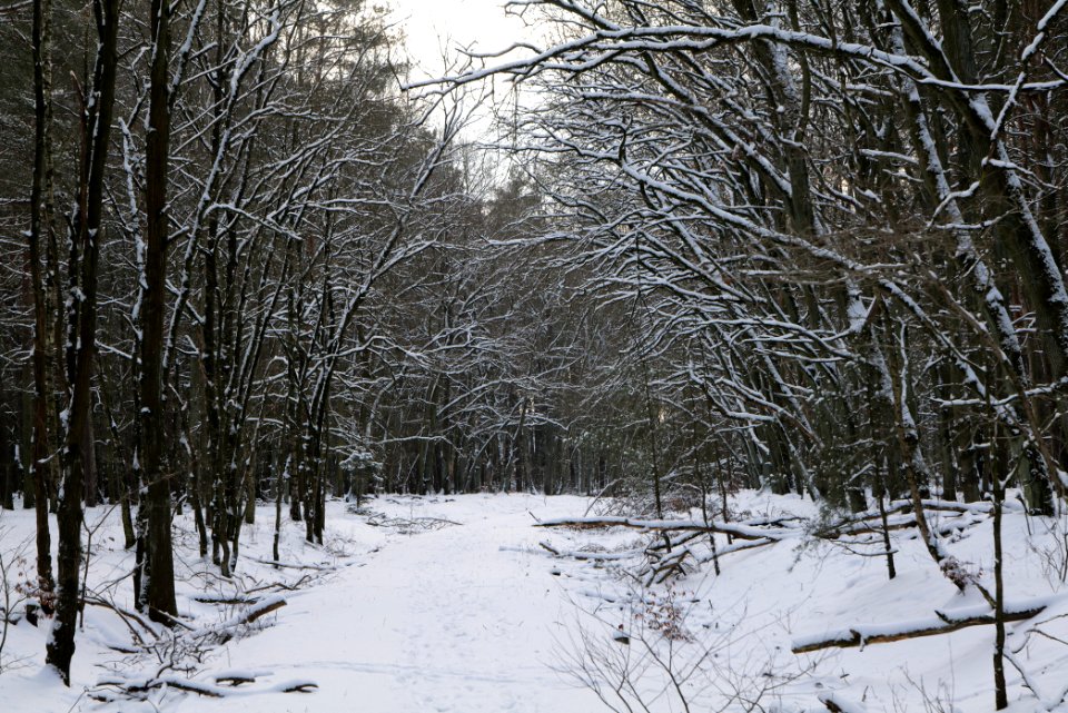 Bötzowbahn Spandauer Forst with snow 2021-02-10 08