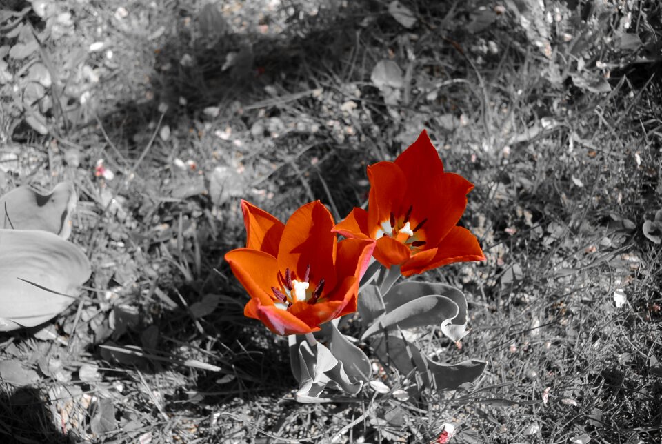 Flowers nature flora