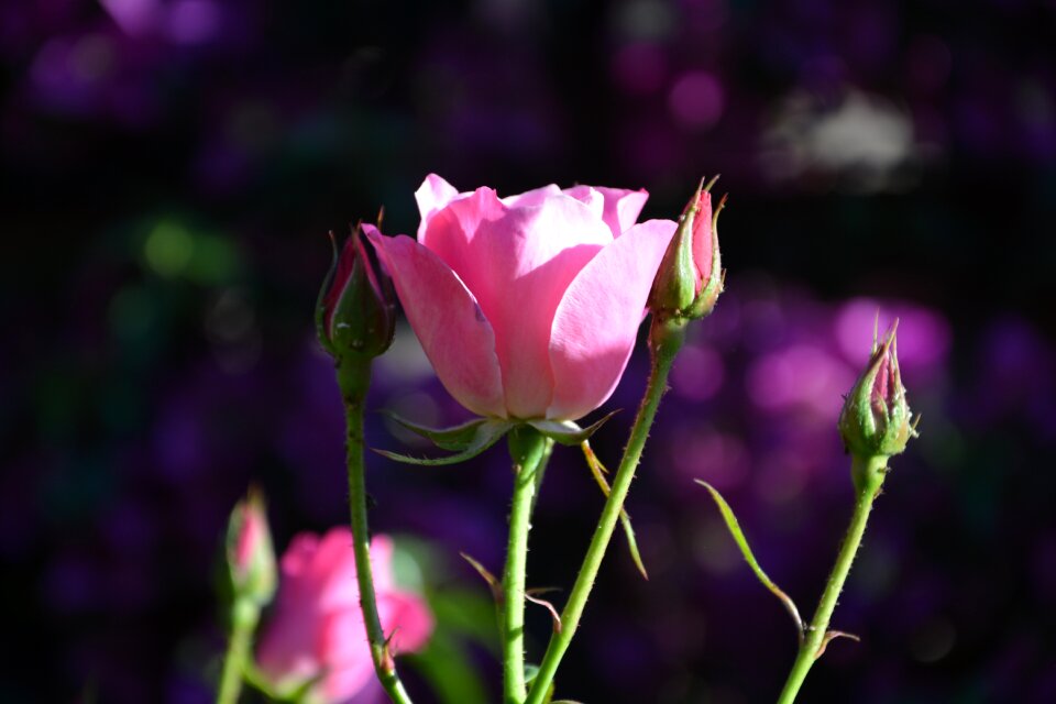 Pink roses buds spring