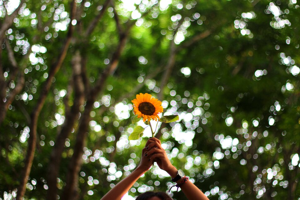 Sunflower trees nature