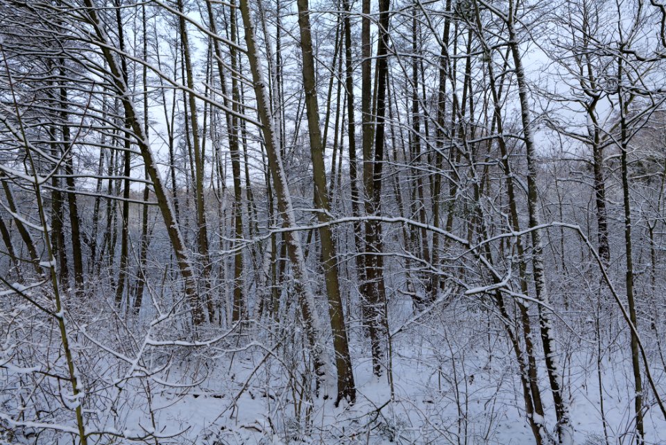 Bäkewiese with snow 2021-01-30 02