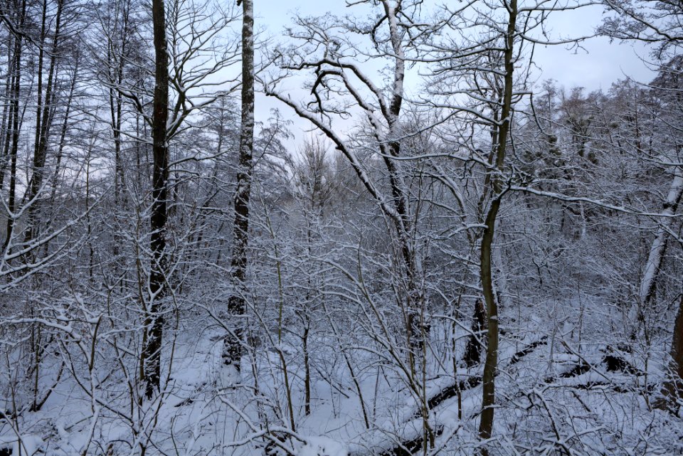 Bäkewiese with snow 2021-01-30 06