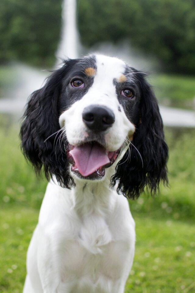 Cute young canine