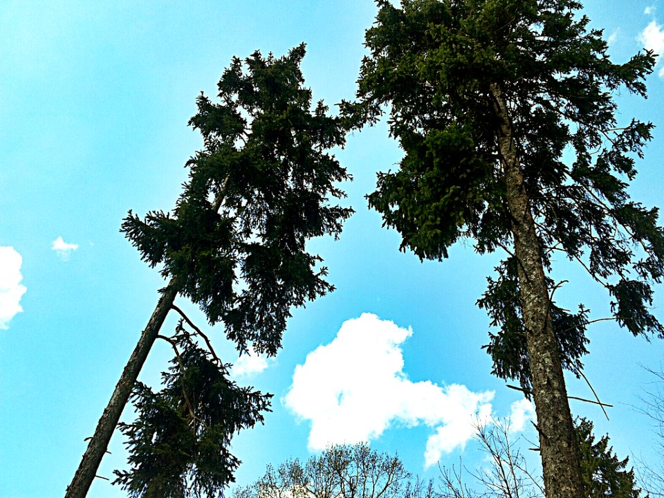 Bäume