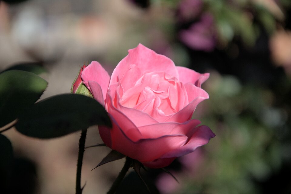 Pink rose fragrant pedals