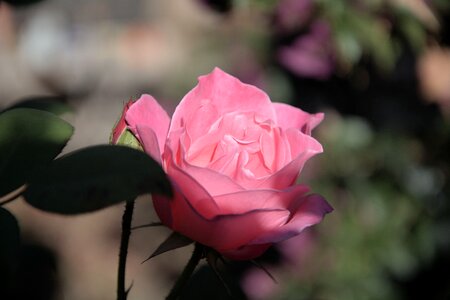 Pink rose fragrant pedals photo