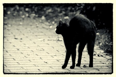 Cat feline black photo