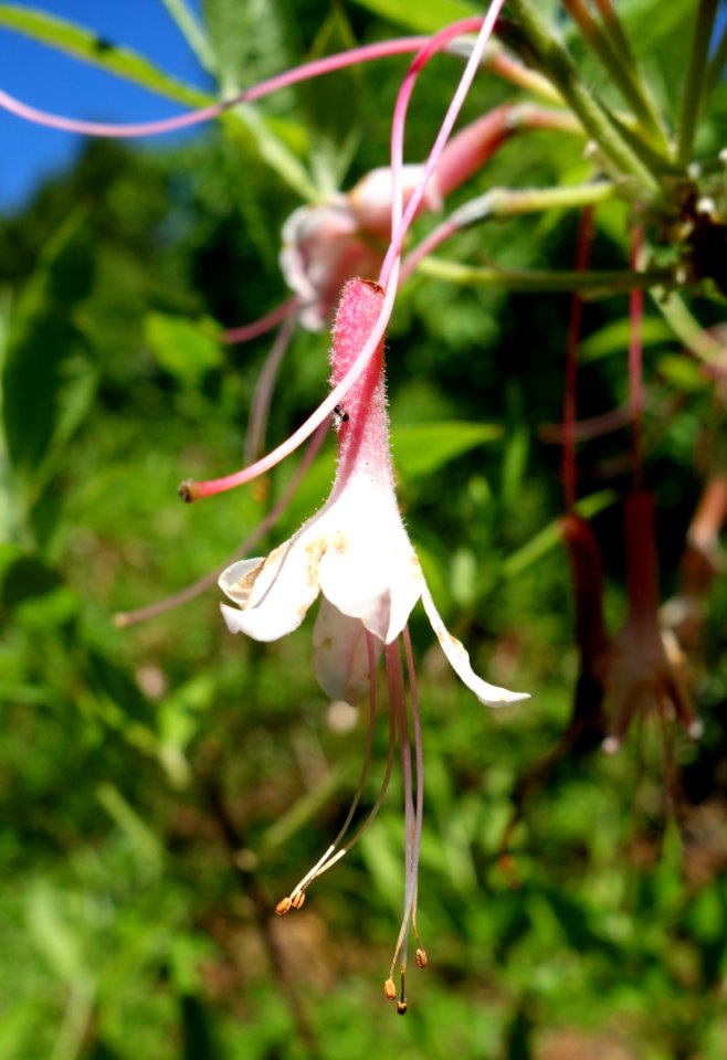 Azalea alabamensis (Rhododendron alabamensis) - Arnold Arboretum - DSC06739