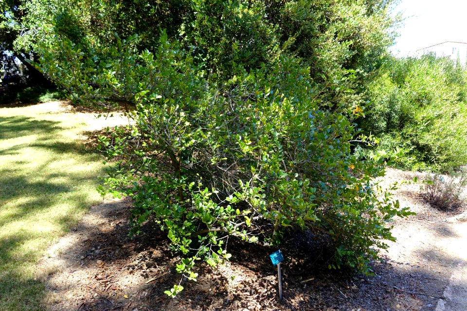 Azara celastrina - Mildred E. Mathias Botanical Garden - University of California, Los Angeles - DSC02822