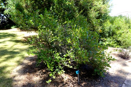Azara celastrina - Mildred E. Mathias Botanical Garden - University of California, Los Angeles - DSC02822