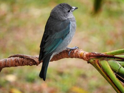 Birds azure grey brazilian birds