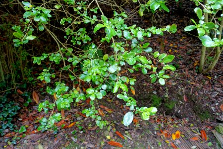 Azara serrata - Trebah Garden - Cornwall, England - DSC01691