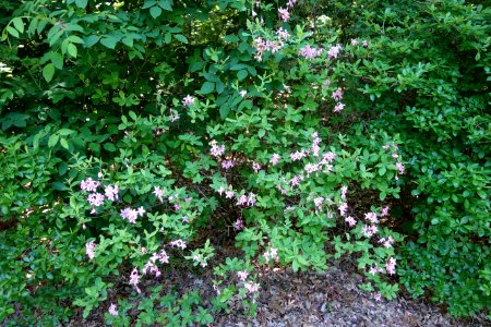 Azalea nudiflora var. canescens (Rhododendron canescens) - Arnold Arboretum - DSC06688