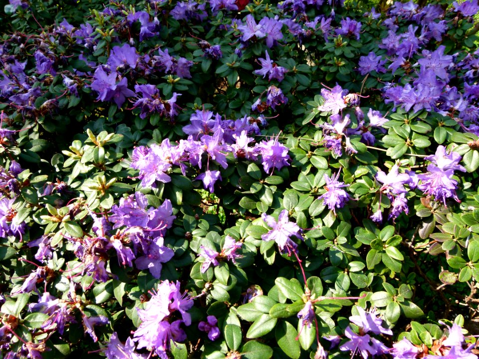 Azalées dans le jardin Albert Kahn 2
