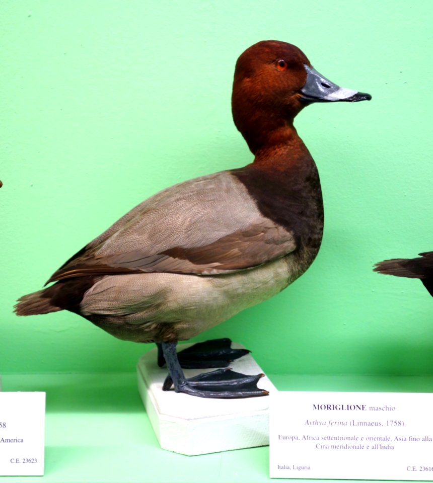 Aythya ferina (male) - Museo Civico di Storia Naturale Giacomo Doria - Genoa, Italy - DSC03096
