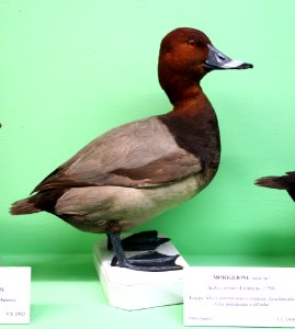 Aythya ferina (male) - Museo Civico di Storia Naturale Giacomo Doria - Genoa, Italy - DSC03096