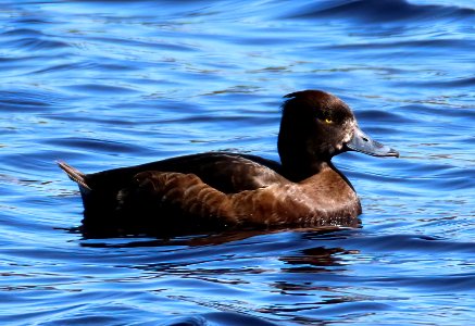 Aythya fuligula female Oulu Finland 2016-05-09
