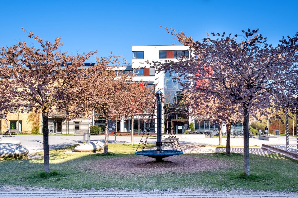 Bäume auf dem Magazinplatz in Tübingen