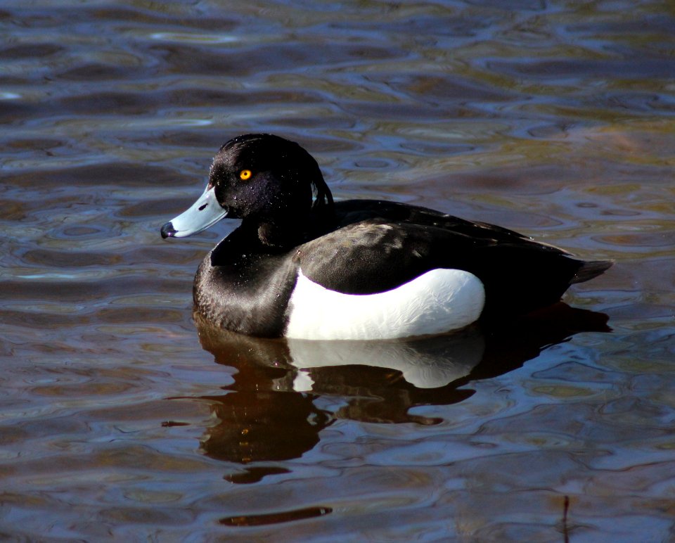 Aythya Fuligula Oulu 20120519