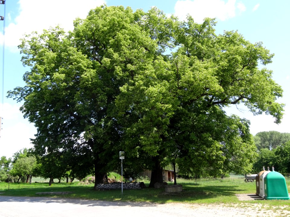 Bäume in Döllschütz