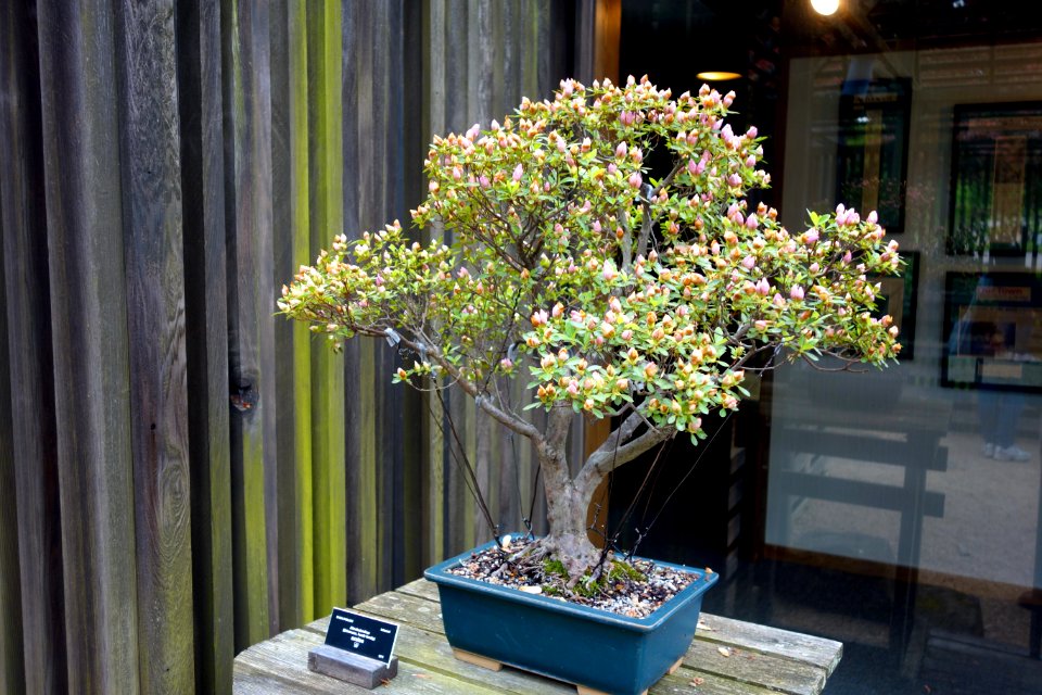 Azalea bonsai - Dawes Arboretum - DSC02990
