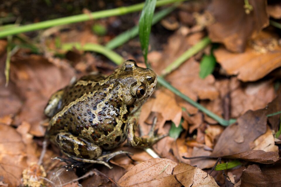 Autumn aquatic animal frog
