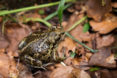 Autumn aquatic animal frog