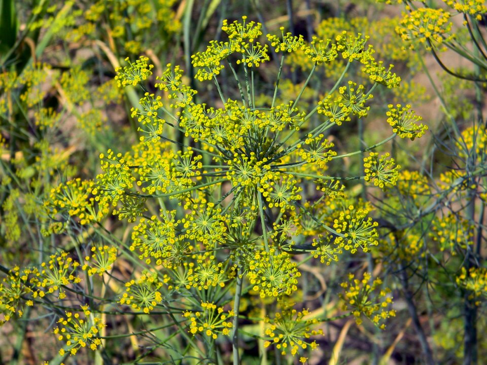 Seasoning herbs vegetable garden