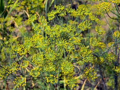 Seasoning herbs vegetable garden photo