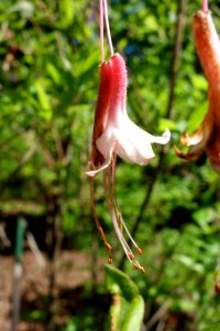 Azalea alabamensis (Rhododendron alabamensis) - Arnold Arboretum - DSC06736