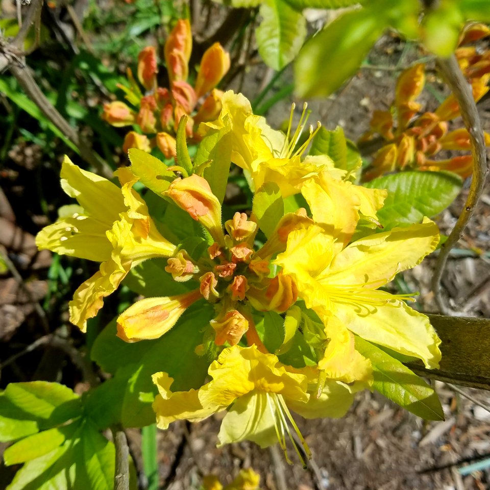 Azalea - Arlington, MA
