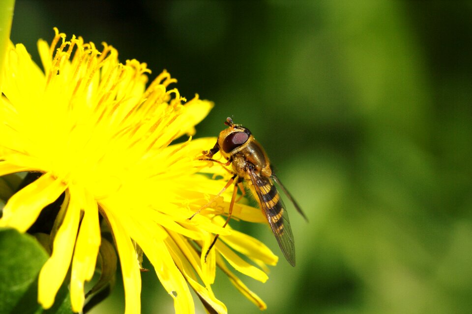 Yellow macro nature