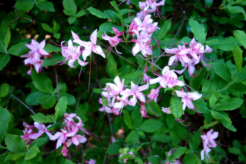 Azalea nudiflora var. canescens (Rhododendron canescens) - Arnold Arboretum - DSC06686