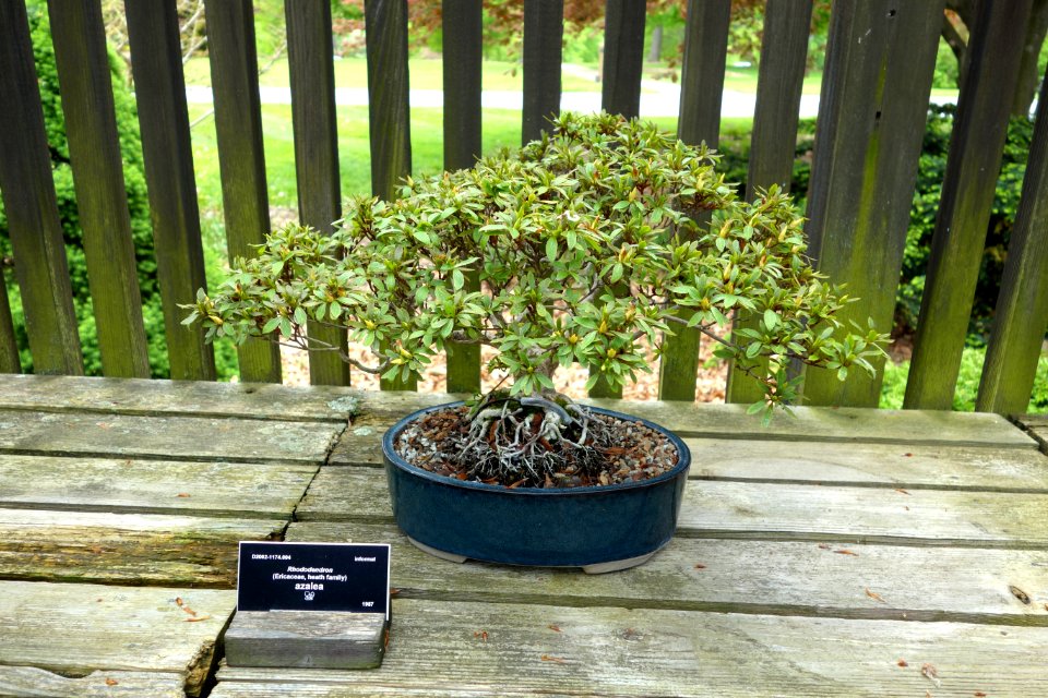 Azalea bonsai - Dawes Arboretum - DSC02982