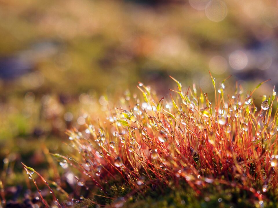 Plant spring seasons of the year