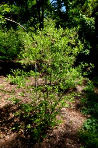 Azalea alabamensis (Rhododendron alabamensis) - Arnold Arboretum - DSC06734