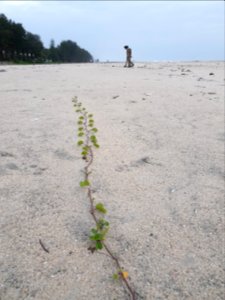 Azheekkal Beach, Karunagapally 3