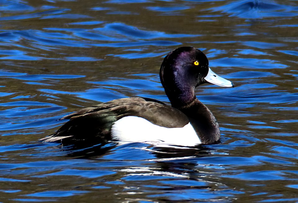 Aythya fuligula male Oulu Finland 2016-05-09