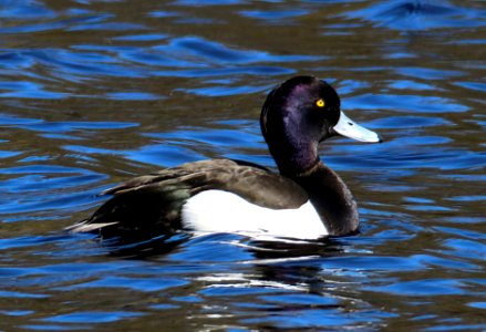 Aythya fuligula male Oulu Finland 2016-05-09