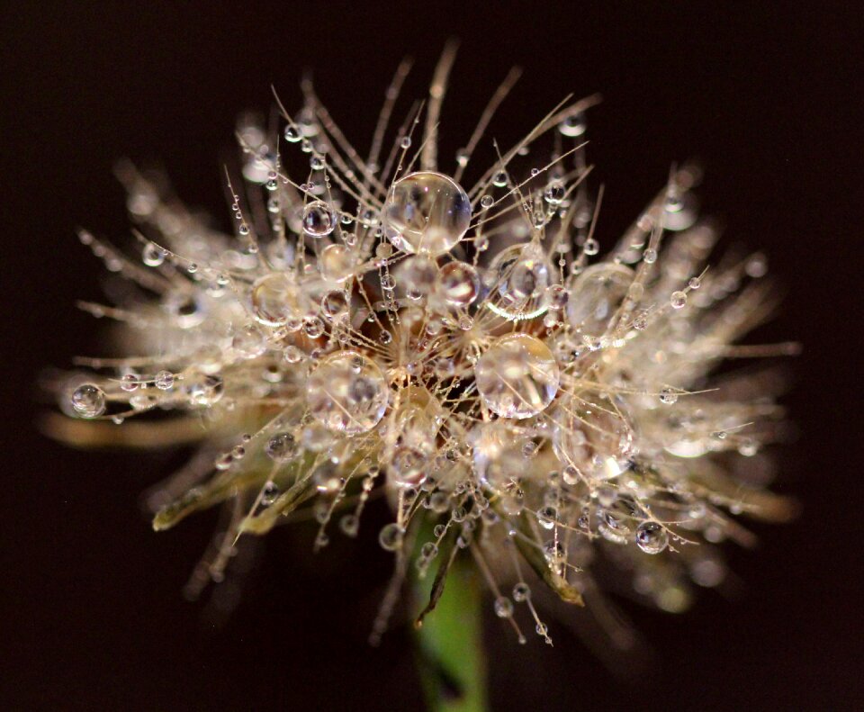 Water nature drops