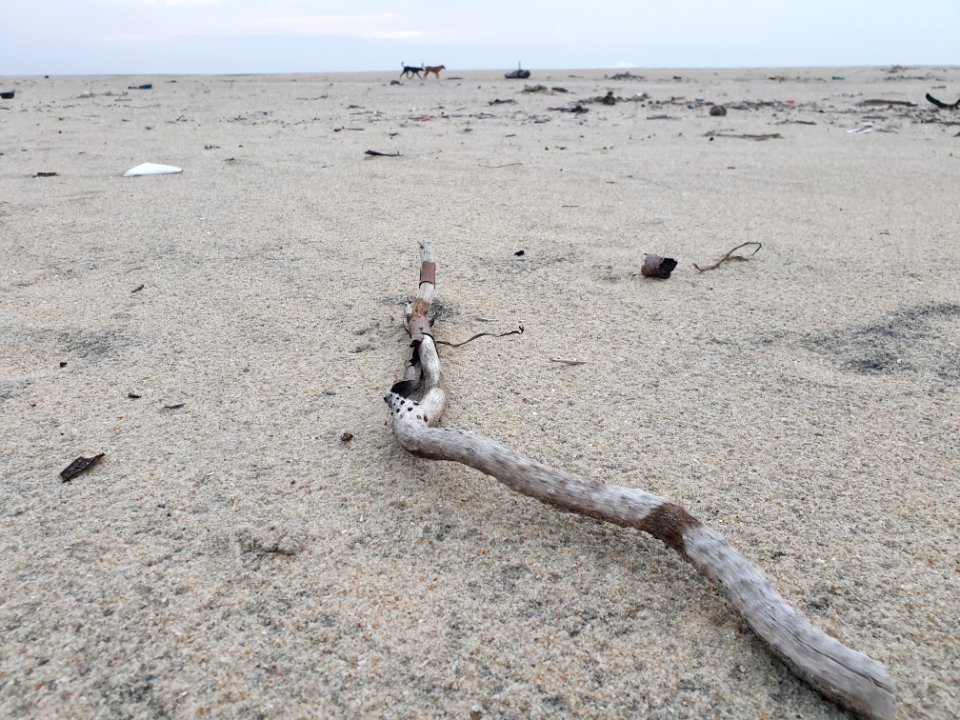 Azheekkal Beach, Karunagapally 2