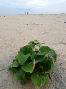 Azheekkal Beach, Karunagapally