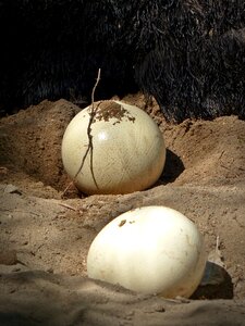 Nature nest egg photo