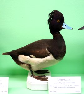 Aythya fuligula (male) - Museo Civico di Storia Naturale Giacomo Doria - Genoa, Italy - DSC03097