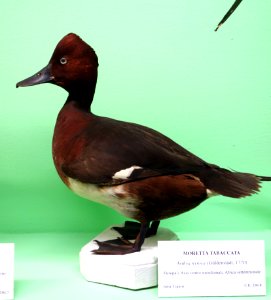 Aythya nyroca - Museo Civico di Storia Naturale Giacomo Doria - Genoa, Italy - DSC03098