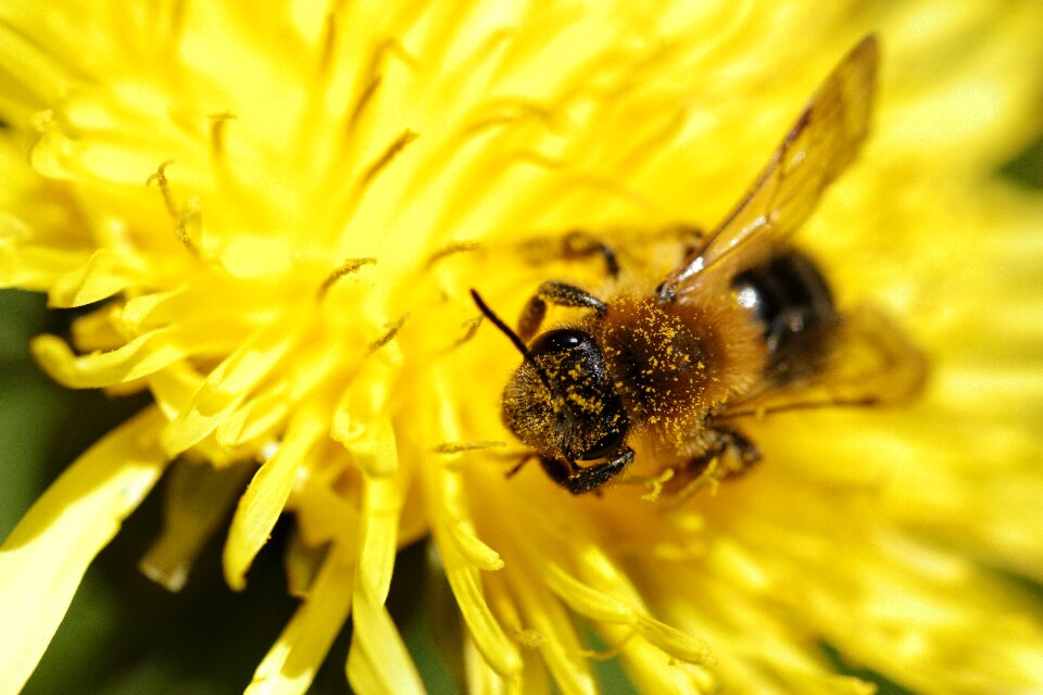 Foraging flower nature