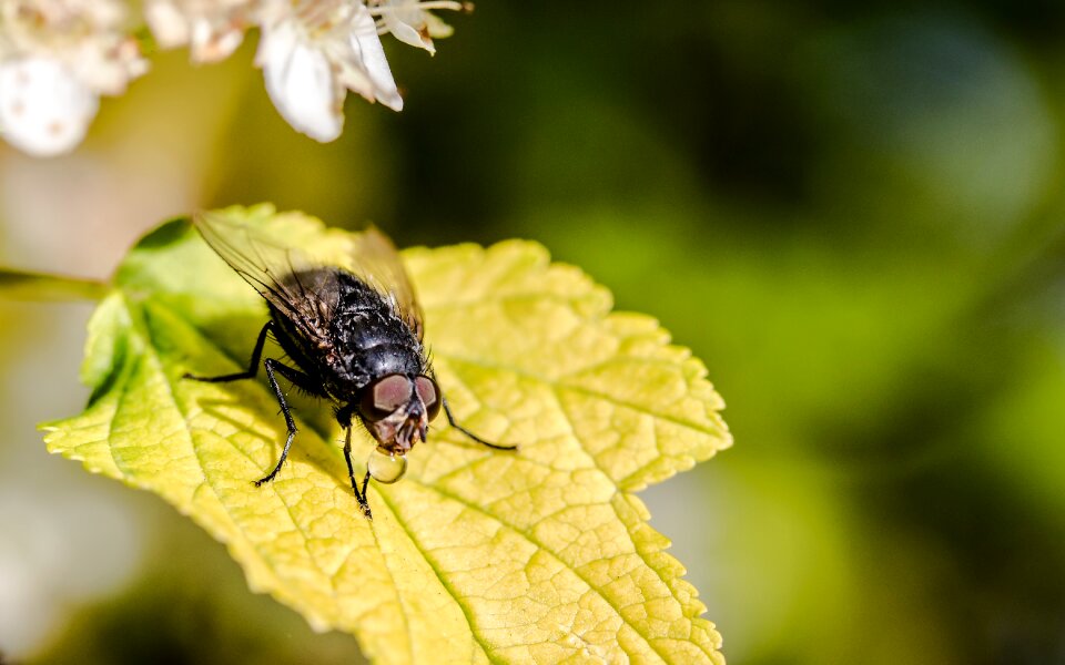 Brachycera insect dewdrop